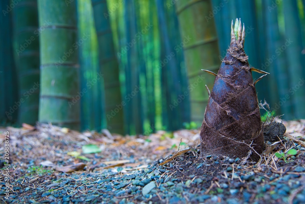 Obraz premium 筍と竹林