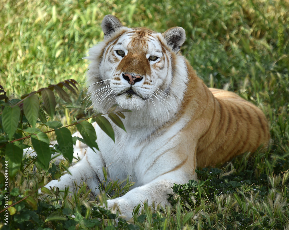 Fototapeta premium tiger of bengal