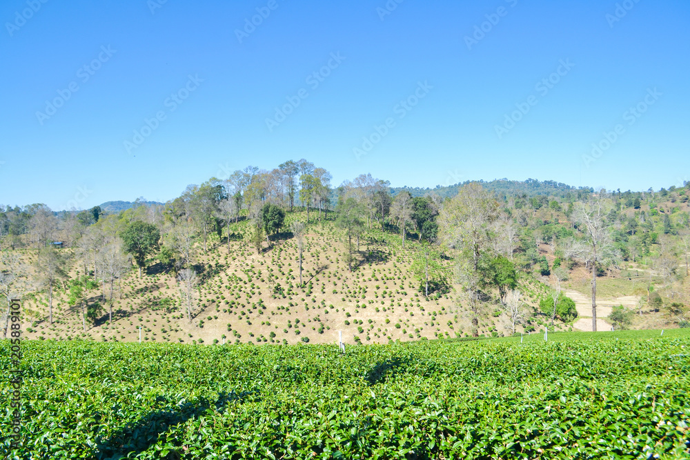 Tea Plantation planted on mountain