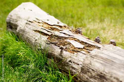 A photo of a natural old wood trunk for use as a texture for a website.