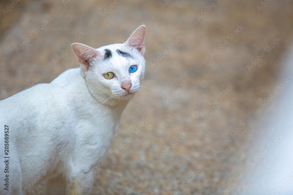 The white cat has two eyes. Yellow and blue