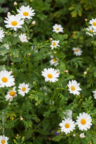 Blooming white camomiles