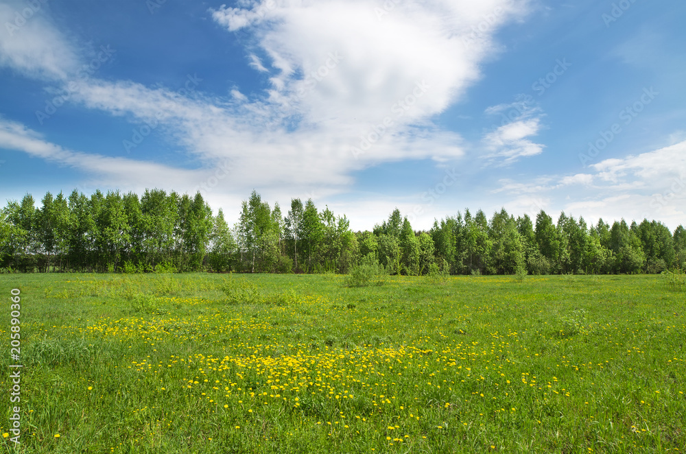 Grove at the edge of the field Grove at the edge of the field