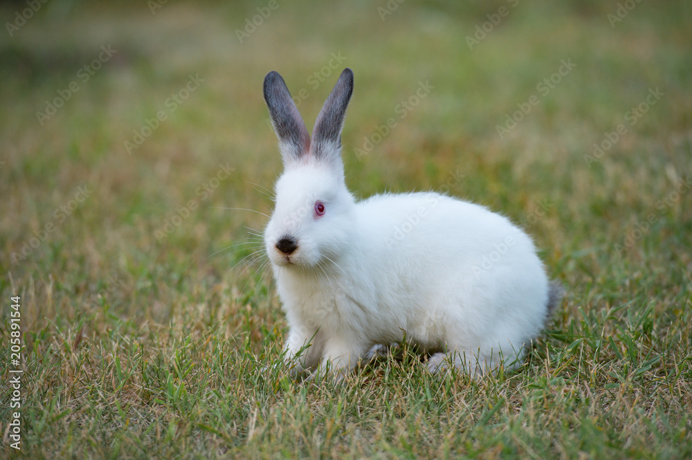 Fototapeta premium tiny fluffy white rabbit with black nose on green grass background
