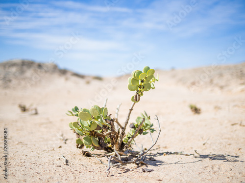 Single desert adapted plant growing in Namib desert at Namib-Naukluft National Park, Namibia, Africa