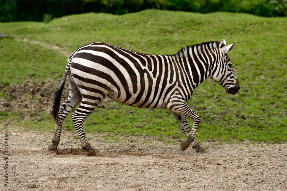 African striped coats zebra at the race African striped coats zebra at the race