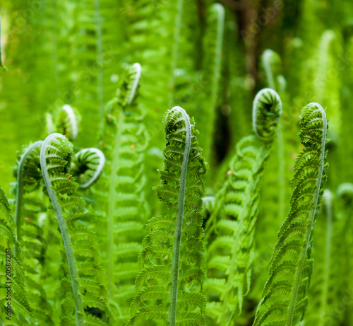 Young fern leaves.