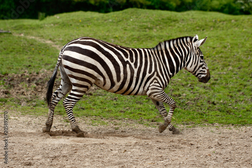 African striped coats zebra at the race