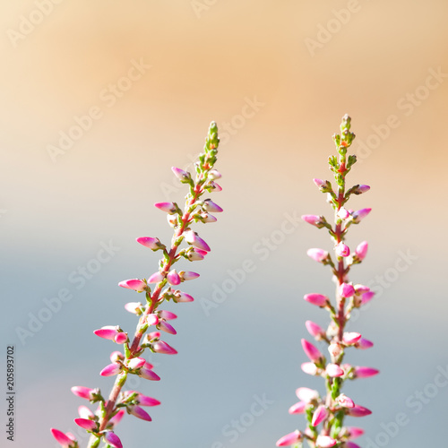 Beautiful wild plants blossoming background. Heather flowers closeup. Blooming small violet petal plants. Selective focus, shallow depth of field photography