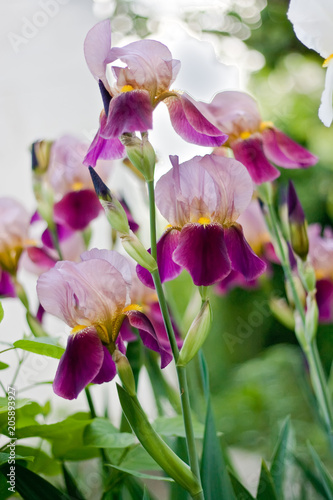 Violet iris flowers in the garden