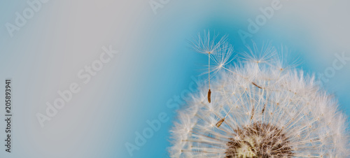 Beautiful summer time floral wallpaper. Fluffy dandelion flower with flying seeds macro view. Blue white background. shallow depth of field. copy space