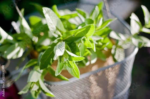 Fresh mint in the basket in rustic style