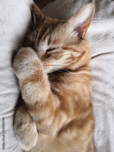 chat roux qui dort 