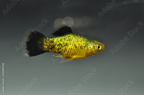 Platy (Xiphophorus maculatus) in freshwater aquarium photo