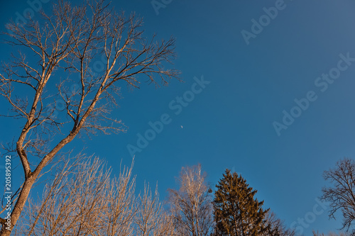 Branches of trees against the background of a clear sky with the moon on a spring clear day in the evening