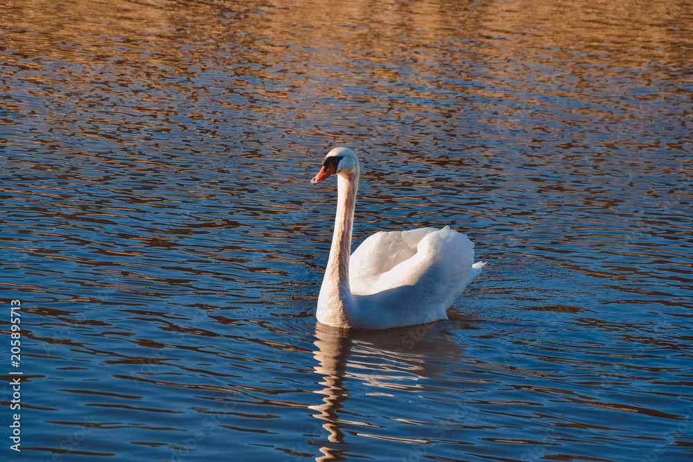 Naklejka premium A white swan swims along the lake with melting ice near the frozen fields in the spring at sunset