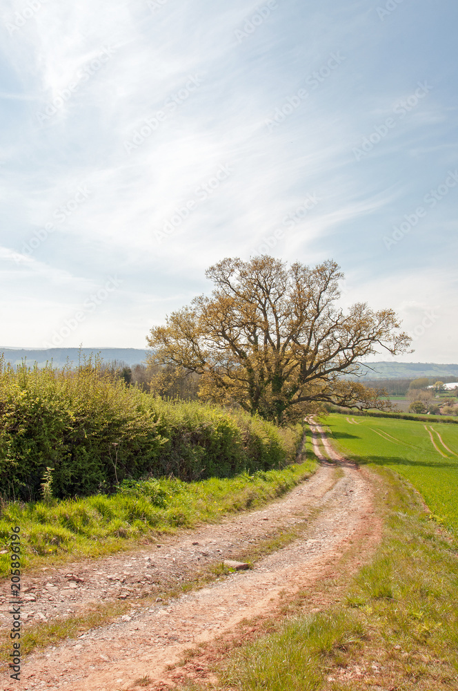 Obraz premium Summertime landscape in the British countryside.