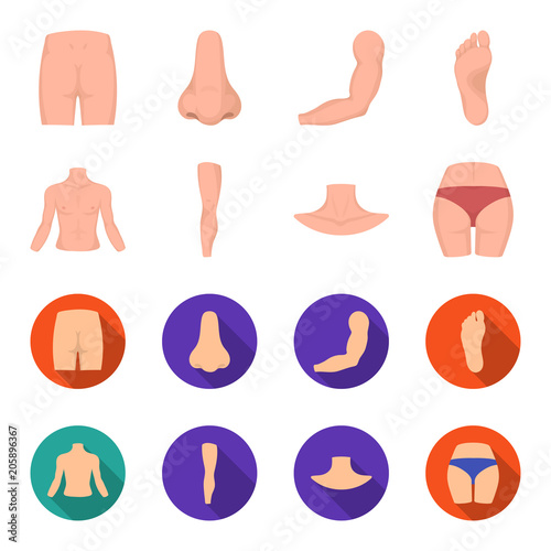 Torso, leg, neck and buttocks. Body parts set collection icons in cartoon,flat style vector symbol stock illustration web.