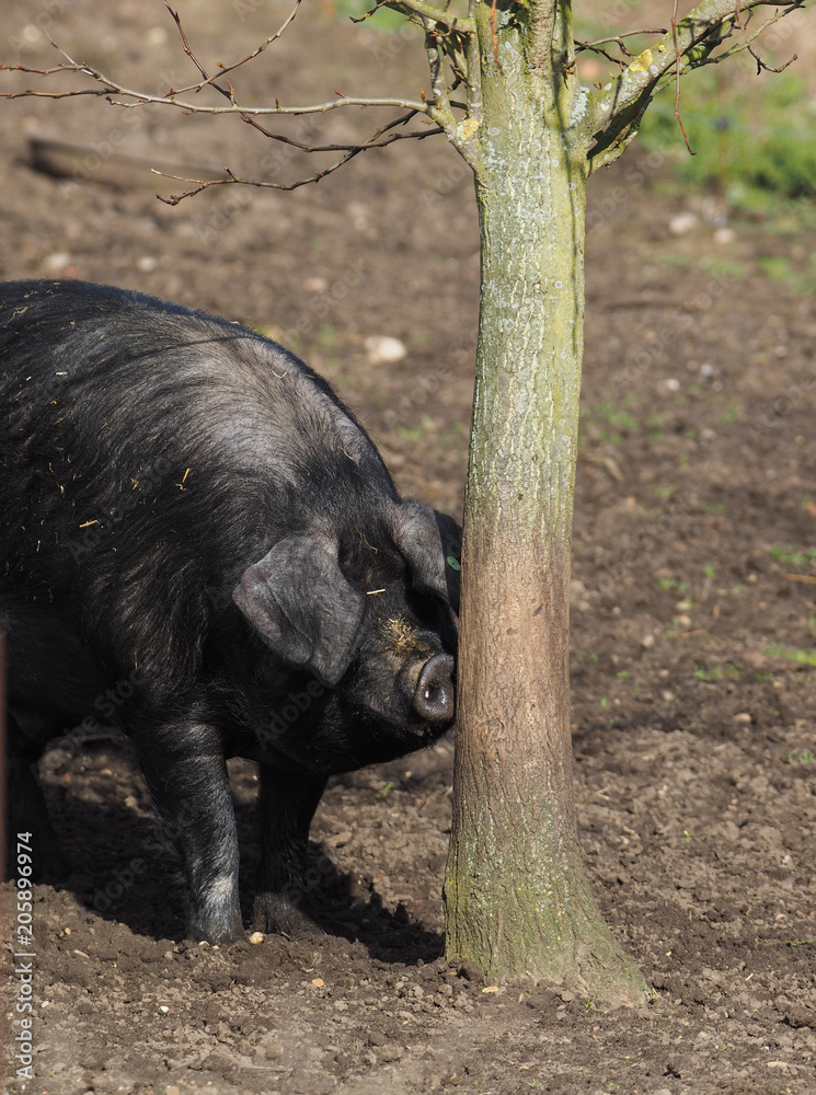 Black Pig Black Pig