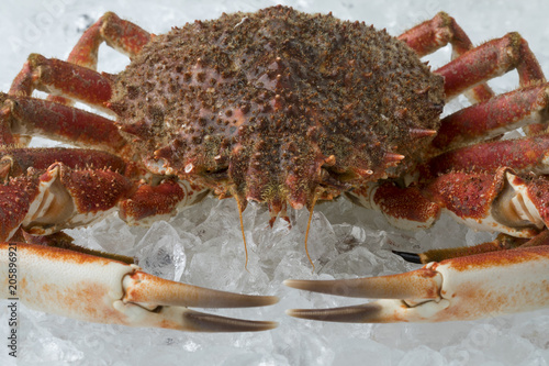 Single fresh raw spider crab on ice