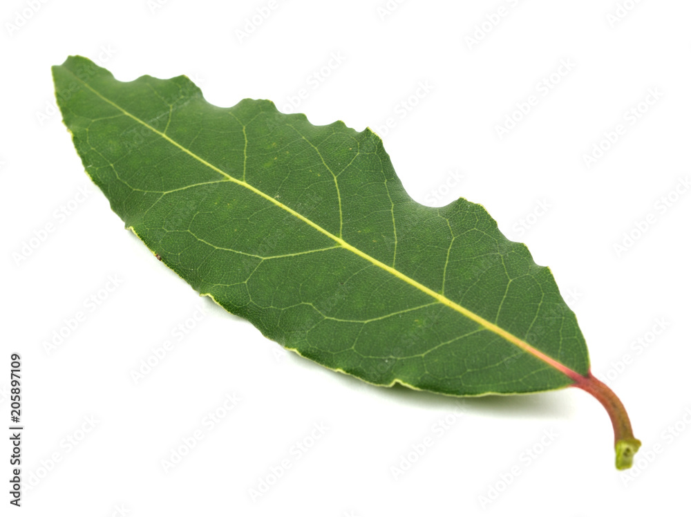 Aromatic Bay Laurel leaves close up isolated over white background Aromatic Bay Laurel leaves close up isolated over white background