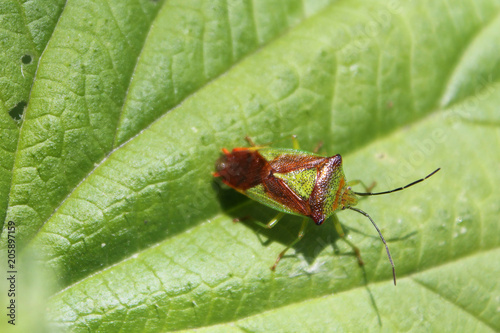 Acanthosoma haemorrhoidale or Hawthorn shield bug on green leaf photo