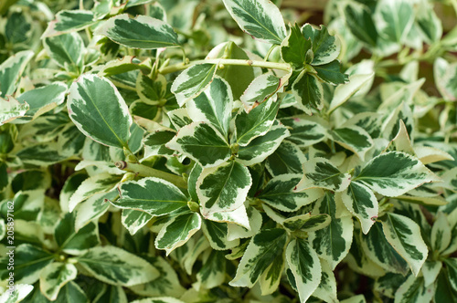 Emerald and gold bush plant.