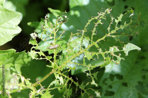 Feeding damage of European cranberrybush (Viburnum opulus) leaves by larvae of viburnum leaf beetle or Pyrrhalta viburni photo