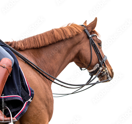 horse isolated on a white