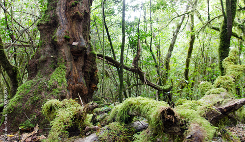 La Gomera  Fruchtbarer  gr  ner  feuchter Nebelwald mit B  umen  Farnen und Moos   