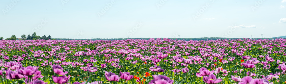 field of lila poppy blossoms blue sky - opium poppy - papaver somniferum - panorama