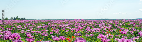field of lila poppy blossoms blue sky - opium poppy - papaver somniferum - panorama © Christian Camus