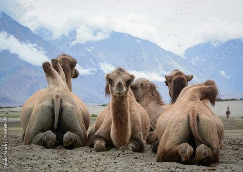 Riding camel in Ladakh, India
