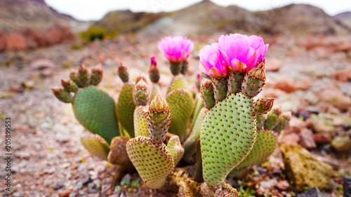 Billede på lærred prickly pear cactus flower