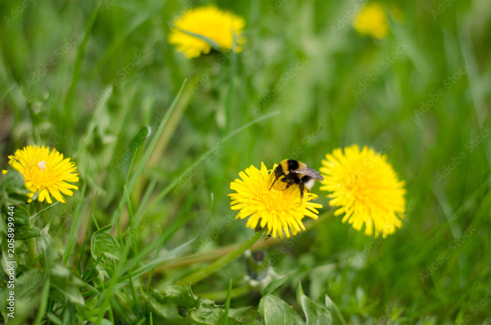 Dandelion and bumblebee