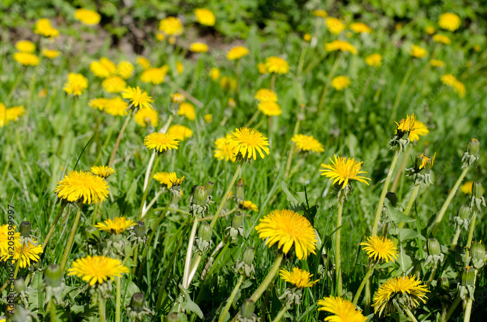 Dandelions