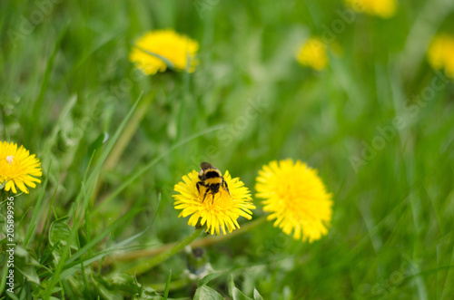 Dandelion and bumblebee