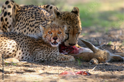 Mother and cub  Acynonix jubatus  at prey. Cheetahs feed on the hunted springbock.