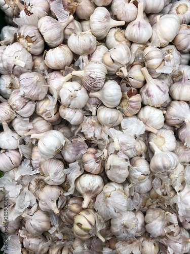 Fresh white garlic on the summer market