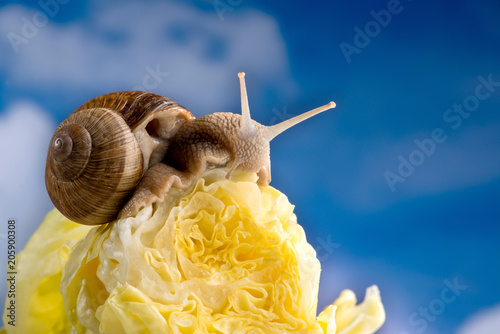 Weinbergschnecke beim Fressen von Kopfsalat vor weißblauem Himmel photo