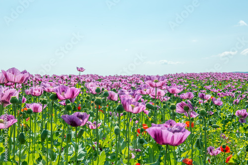 Photography field of lila poppy blossoms blue sky - opium poppy - papaver somniferum