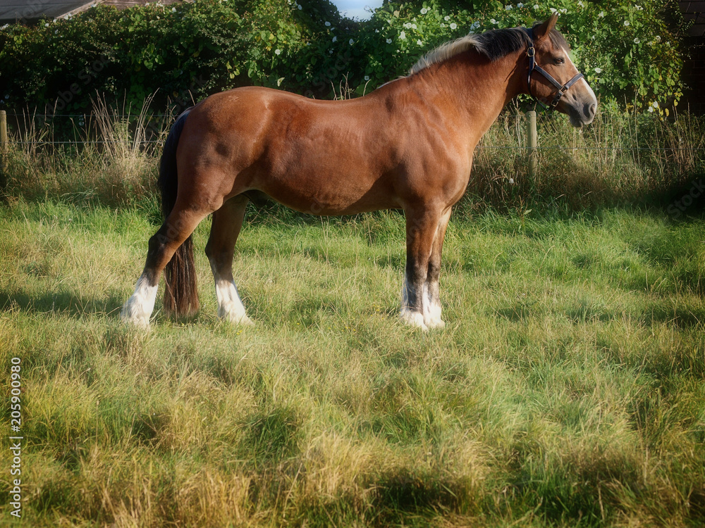 Obraz premium Horse Standing