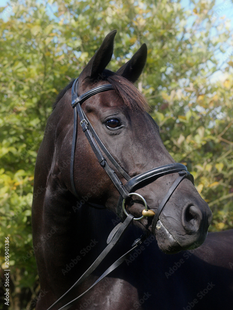 Obraz premium Black Horse Head Shot