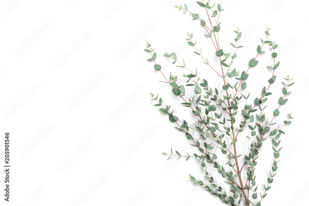 Minimalistic floral background of green eucalyptus leaves top view. Flat lay style.