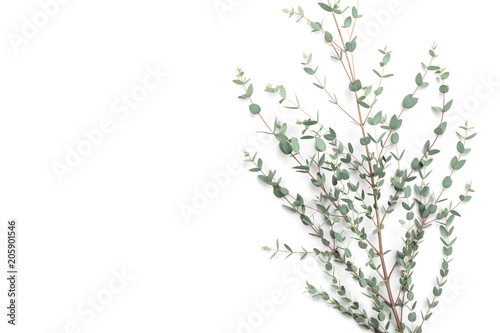 Minimalistic floral background of green eucalyptus leaves top view. Flat lay style.