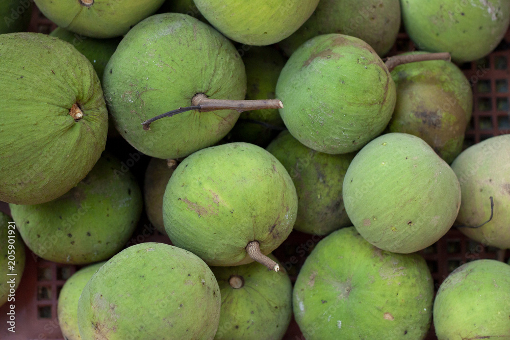 Green young of santol, Many of fruit prepare to transform product. Green young of santol, Many of fruit prepare to transform product.