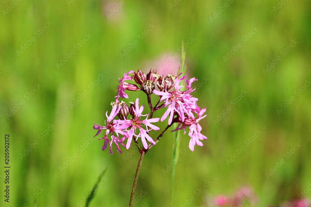 Kuckucks-Lichtnelke (Lychnis flos-cuculi) Kuckucks-Lichtnelke (Lychnis flos-cuculi)