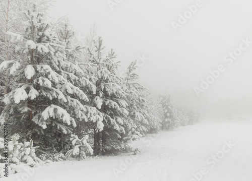 Beautiful winter in Russian forest