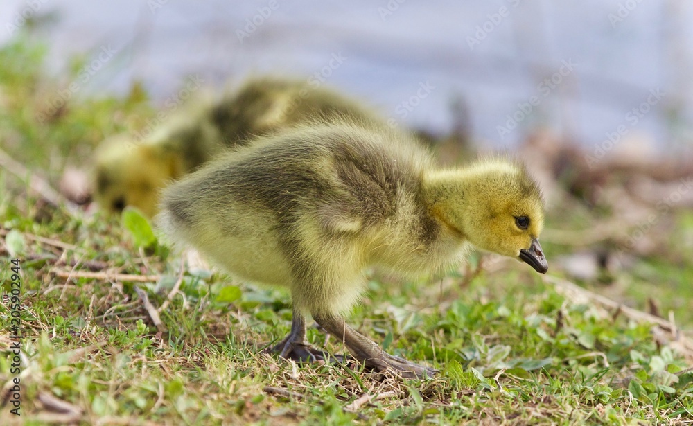 Beautiful picture with two chicks of Canada geese Beautiful picture with two chicks of Canada geese