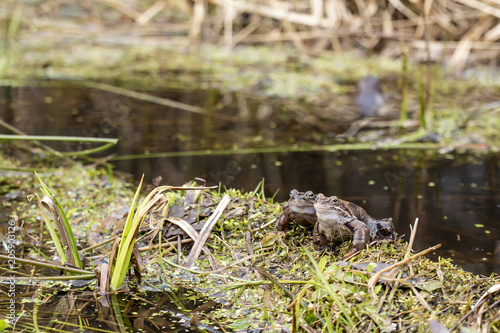 Two cute brown frog (Rana temporaria) sitting on the grass near a stream, spring sunny day.
